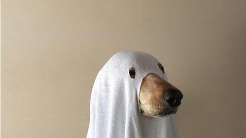 Ghosting laboral